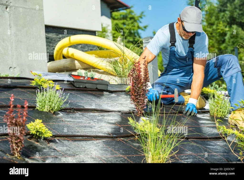 Watering, Soil, and Maintenance