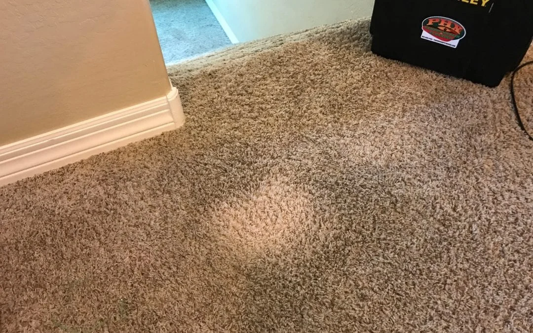 What Happens If You Put Bleach on Carpet? The Immediate Chemical Reaction