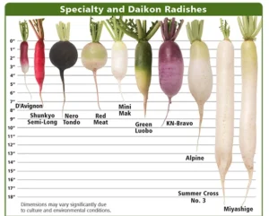 white icicle radish vs daikon: Overview and History