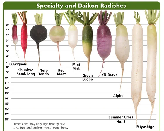 white icicle radish vs daikon: Overview and History