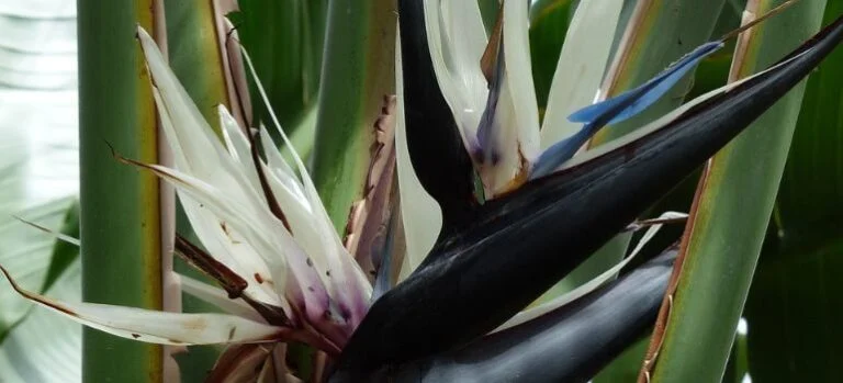 white vs orange bird of paradise choosing the perfect tropical accent for your garden – Overview