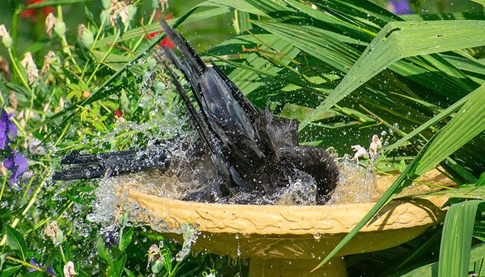 Why Crows Are Drawn to Your Bird Bath