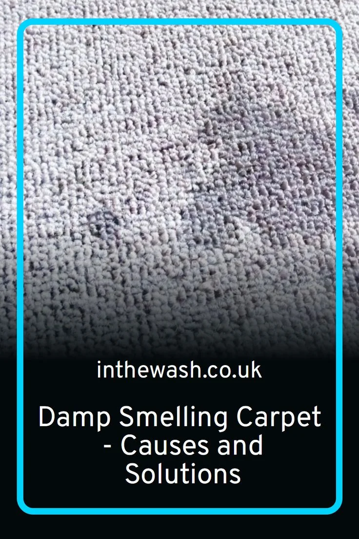 Why Does My Carpet Feel Damp? Common Sources of Moisture