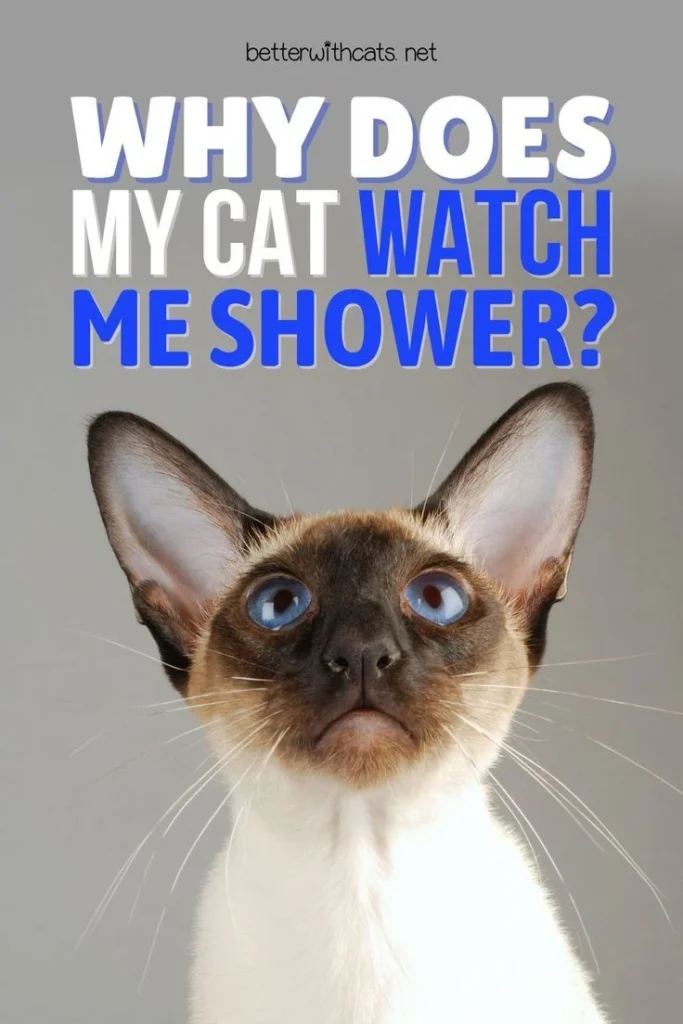 why does my cat watch me take a bath