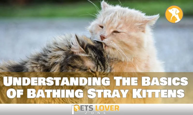 Why Gentle Baths for Stray Cats Are Essential
