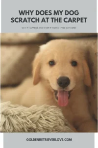 why is dog scratching carpet: Understanding the Behavior