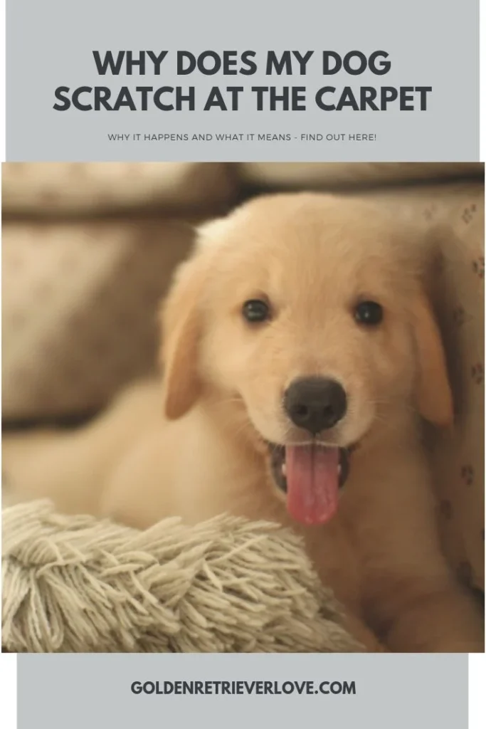why is dog scratching carpet: Understanding the Behavior