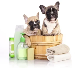 Why Proper Bathing Matters When Bathing Your French Bulldog
