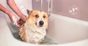 Why Your Dog Shakes After a Bath: The Science Behind the Shiver