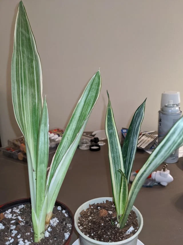 bantels sensation vs sayuri unveiling the floral showdown: Overview and significance