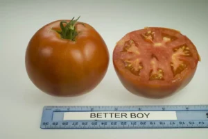 better boy tomato vs beefsteak a tomato showdown: Growth Characteristics and Garden Requirements