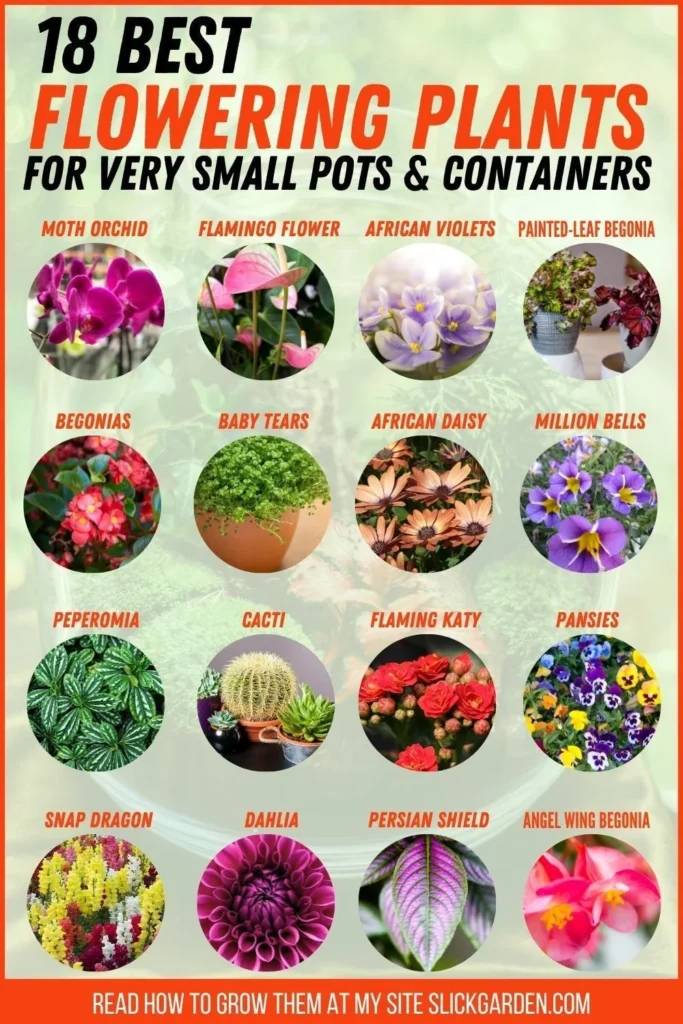 Choosing the Right Small Potted Plants