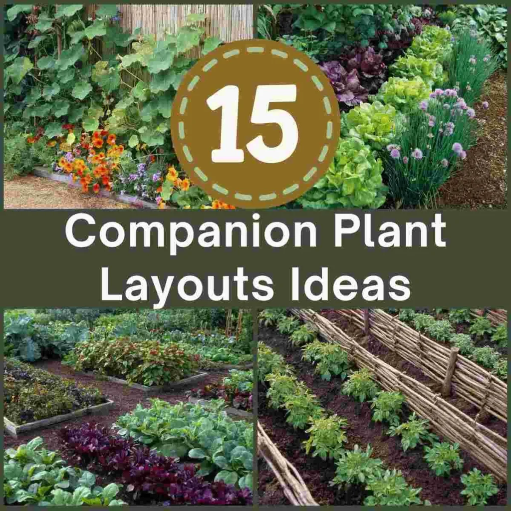 Companion Plants and Styling Ideas for Modern Homes