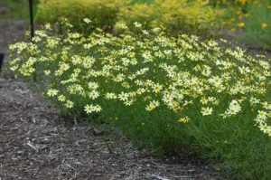 Coreopsis Zagreb vs Coreopsis Moonbeam – An Overview
