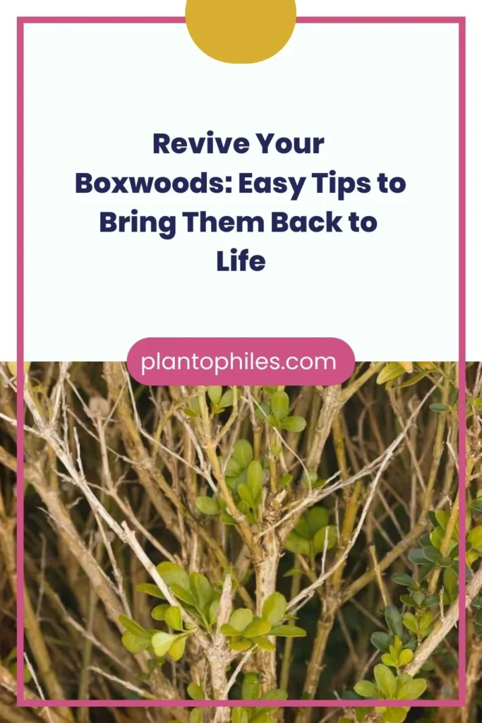 Exploring Boxwood: Traits, Growth, and Design Flexibility