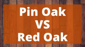 golden oak vs red oak which wood is right for your home: Understanding the Basics