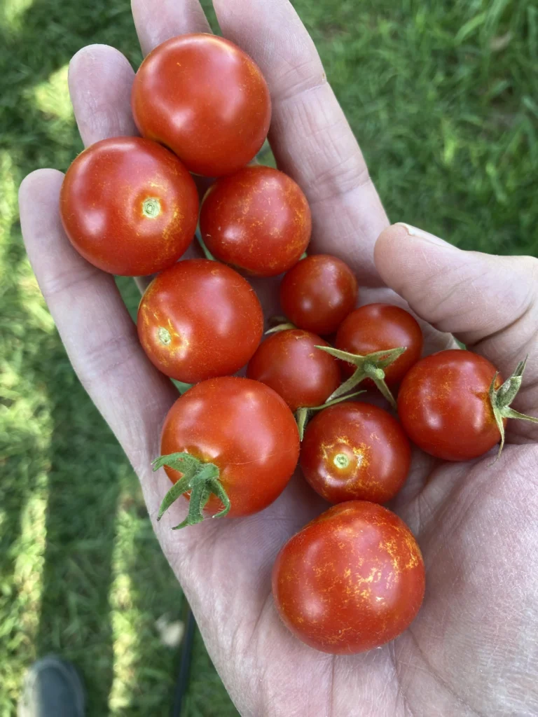 Growing Husky Cherry Red Tomato vs Super Sweet 100 in a Modern Kitchen Garden