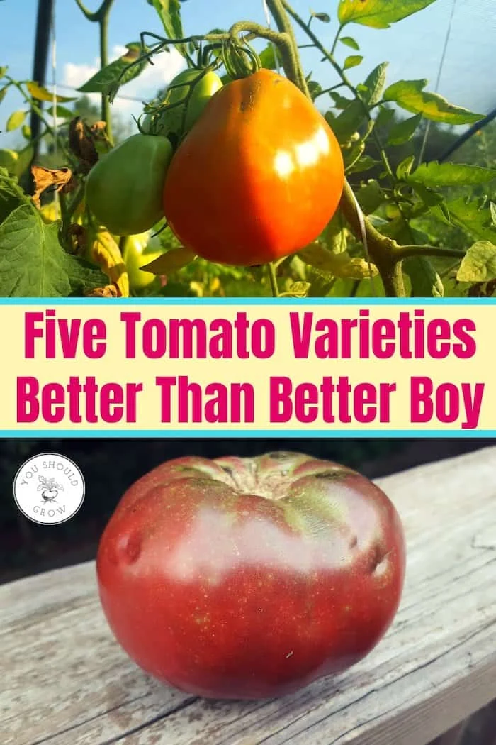 Growth Characteristics: Big Boy Tomato vs Better Boy
