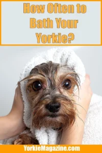 How Often to Bathe Your Yorkie: Understanding the Basics
