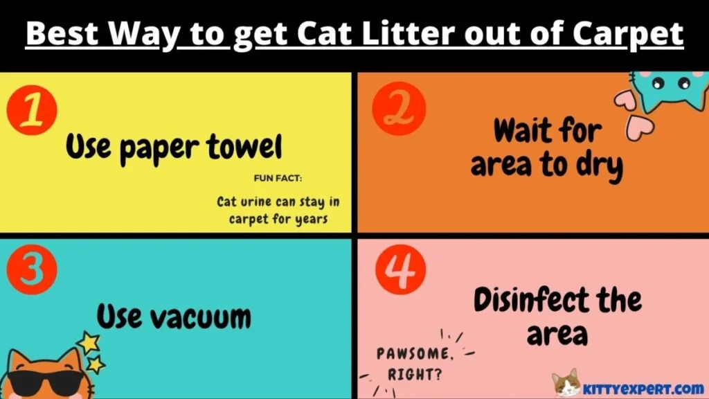 how to get kitty litter out of carpet: Immediate Steps