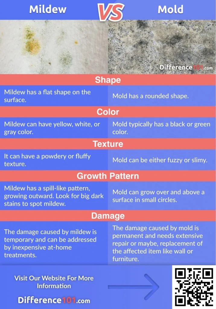 Identifying Mold vs. Ordinary Stains