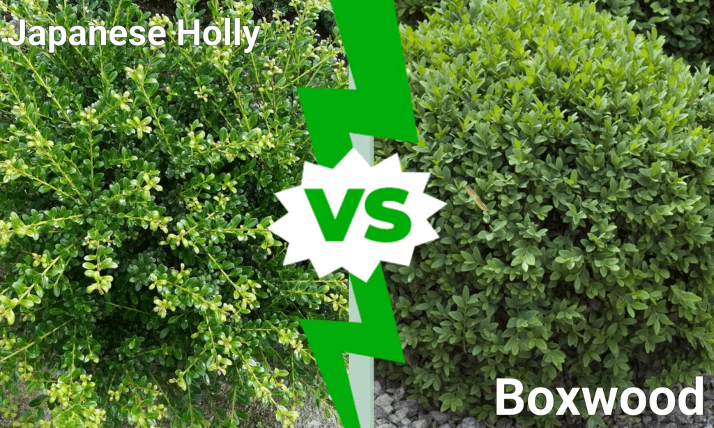 Japanese Holly vs Boxwood: Key Differences