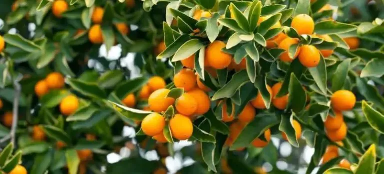 kumquat meiwa vs nagami unraveling the citrus conundrum: Botanical Basics