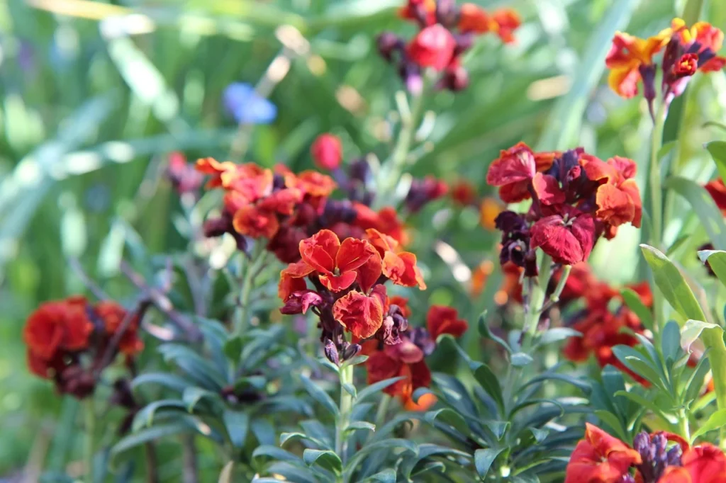 Maintenance and Troubleshooting: Keeping Your Wallflower Fresh