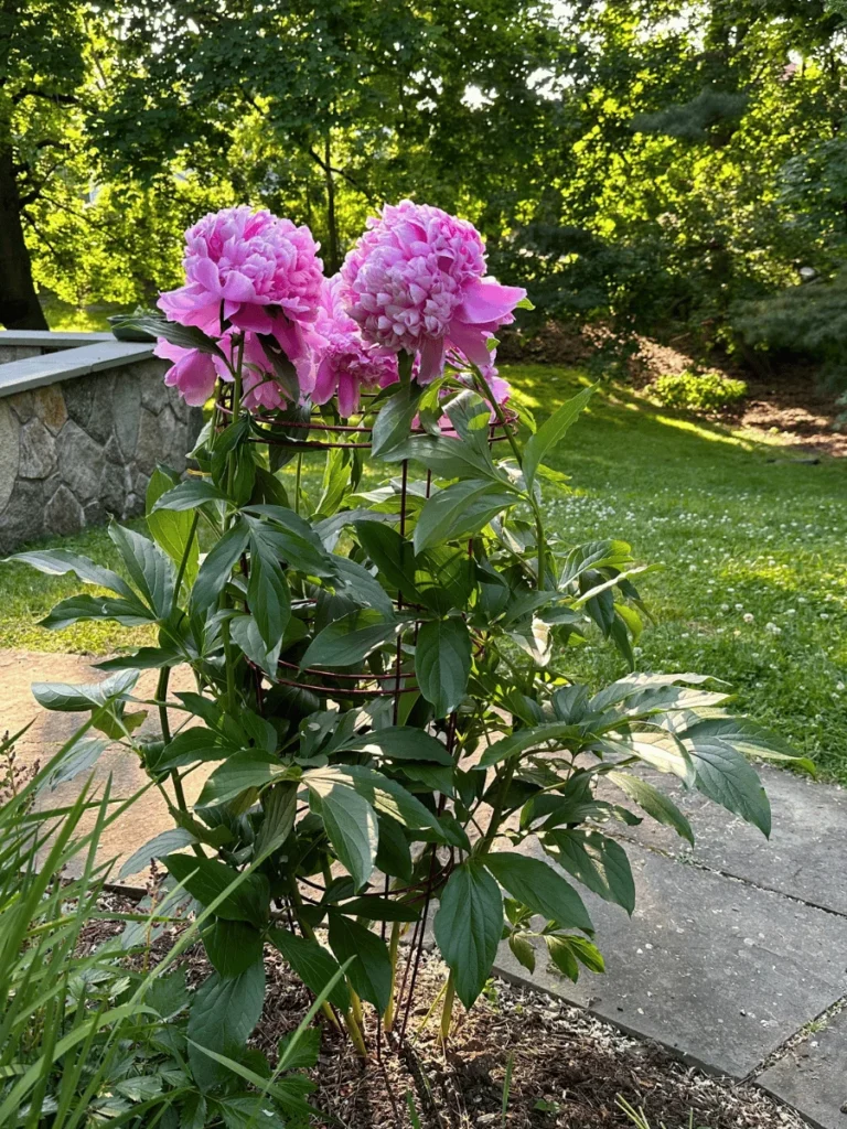Maintenance Requirements: Which Plant Wins the Peony vs Hydrangea A Blossoming Battle?