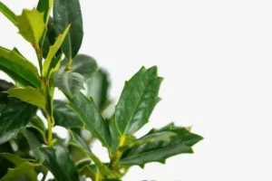 Oakland Holly vs Oakleaf Holly: Botanical Basics