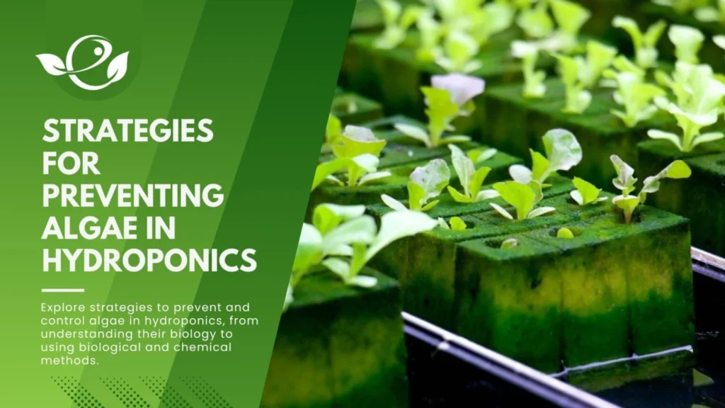 Preventing Algae Growth: Practical Maintenance Strategies