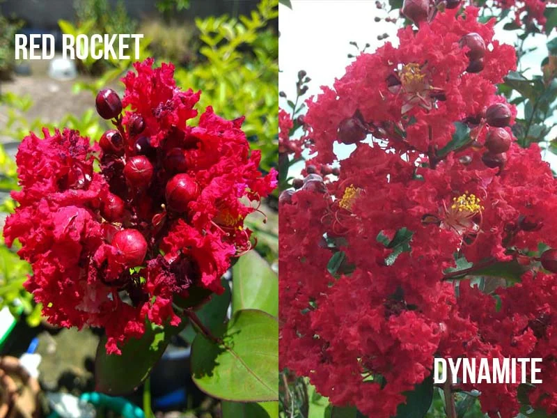 Red Rocket Crape Myrtle vs Dynamite: Core Botanical Differences
