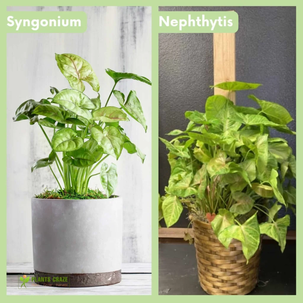 Styling Nephthytis vs Syngonium 2 in Modern Interiors