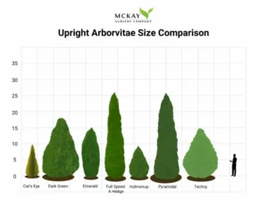 techny arborvitae vs emerald green arborvitae decoding the ideal evergreen choice: Growth Rate and Mature Size