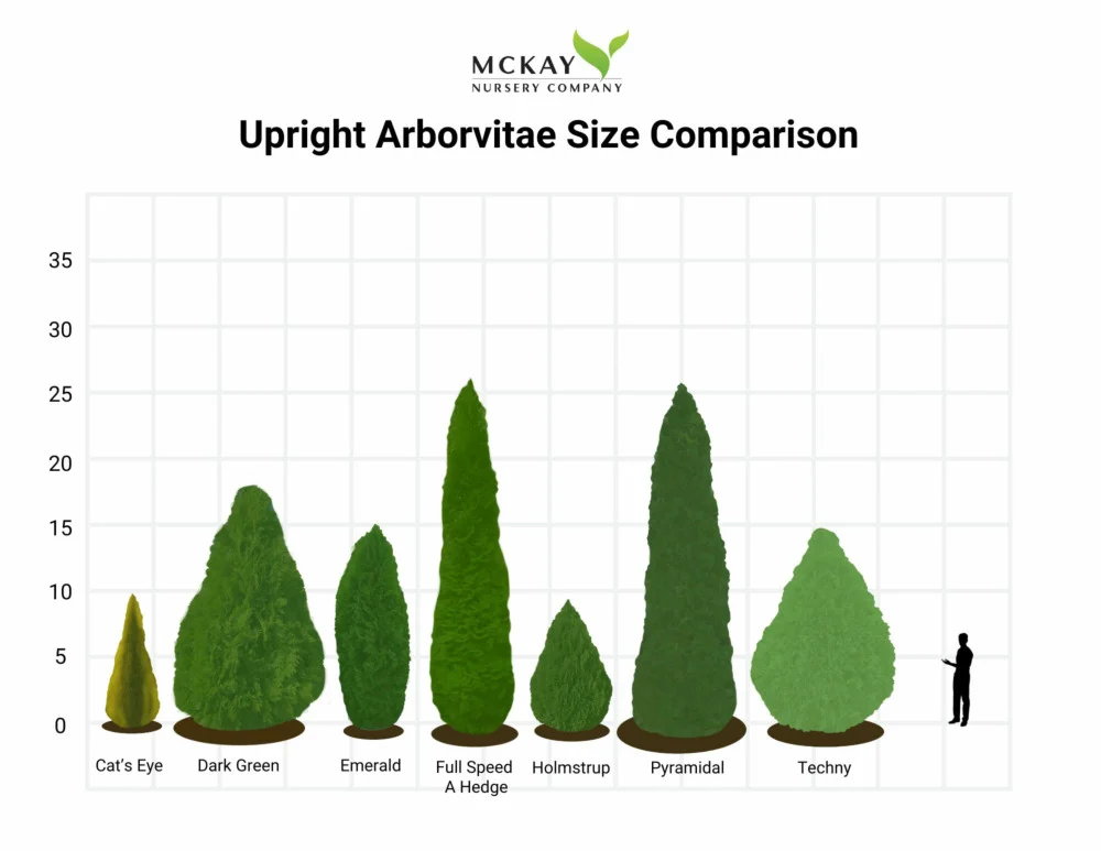 techny arborvitae vs emerald green arborvitae decoding the ideal evergreen choice: Growth Rate and Mature Size