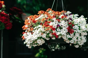 The Best Flowers for Hanging Baskets – Choosing the Right Containers