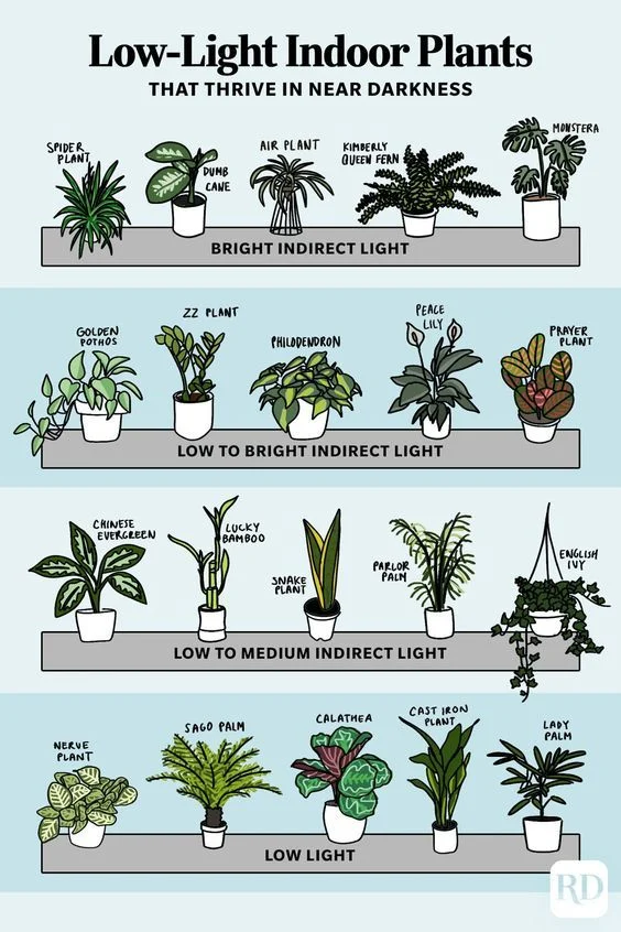 Top Species That Thrive in Low Light