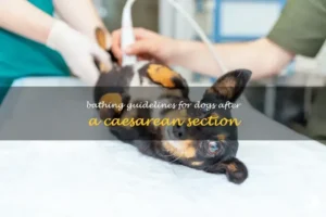 Understanding Healing: Why Timing Matters When Can I Bathe My Dog After C Section