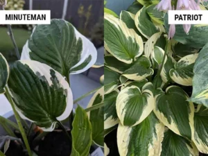 Understanding hosta minuteman vs patriot navigating the lush landscape