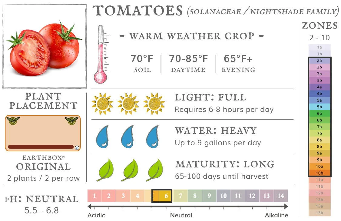 Understanding Light Requirements for Tomato Plants