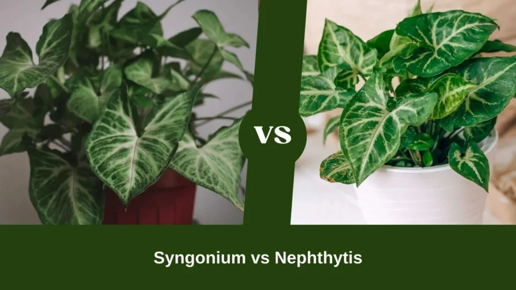 Understanding Nephthytis vs Syngonium 2: Basic Plant Profiles
