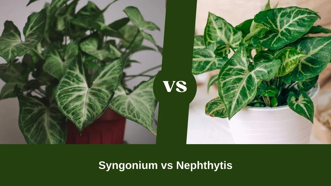 Understanding Nephthytis vs Syngonium 2: Basic Plant Profiles