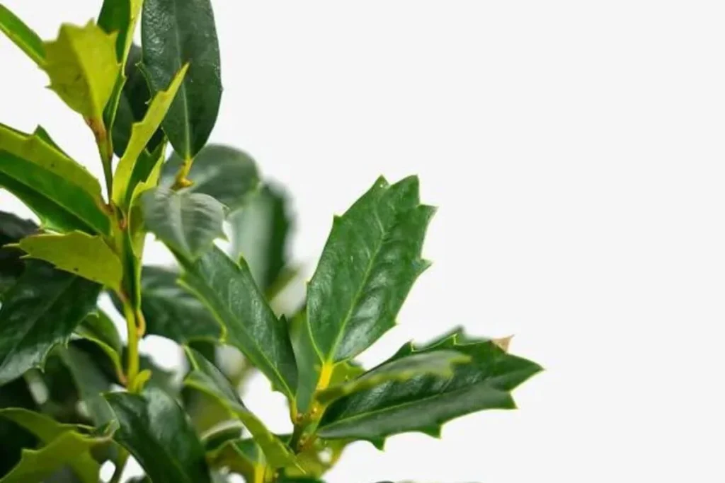 Understanding the Basics: oakland holly vs oakleaf holly choosing the perfect holly for your landscape