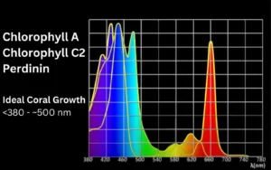 Understanding the Best Light Spectrum for Coral Growth