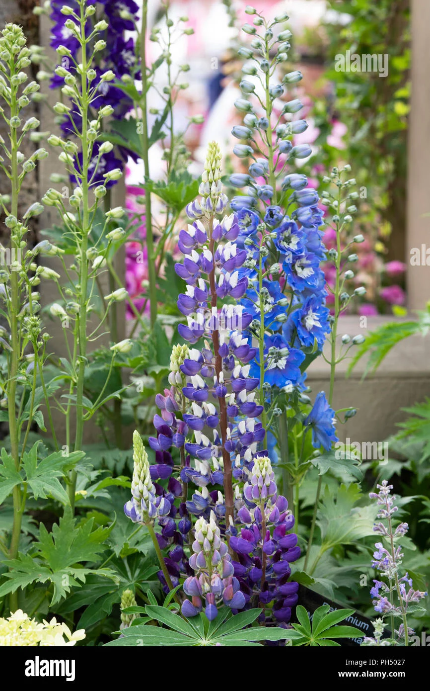 Understanding the Core Differences: delphinium vs lupine a colorful clash in your garden