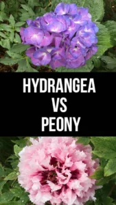 Understanding the Peony vs Hydrangea A Blossoming Battle: Core Differences