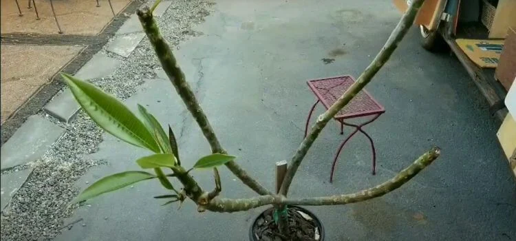 Understanding the Problem: plumeria stem rot vs dehydration