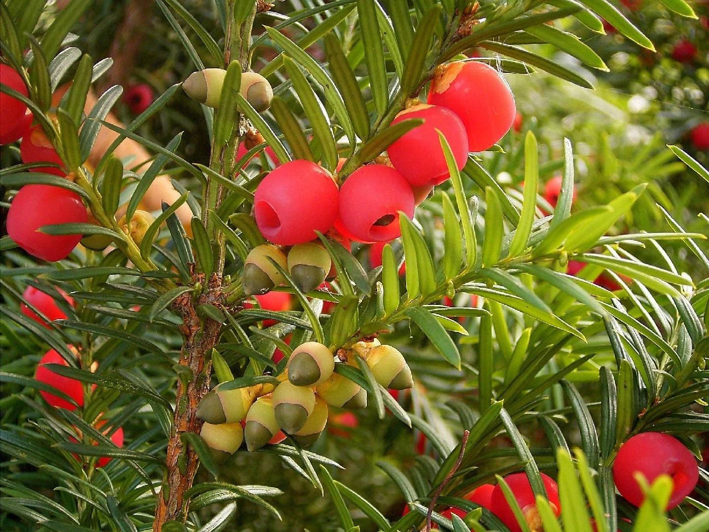Understanding Yew: Characteristics and Common Uses