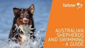 Understanding Your Australian Shepherd's Coat: A Comprehensive Guide on Bathing Your Australian Shepherd