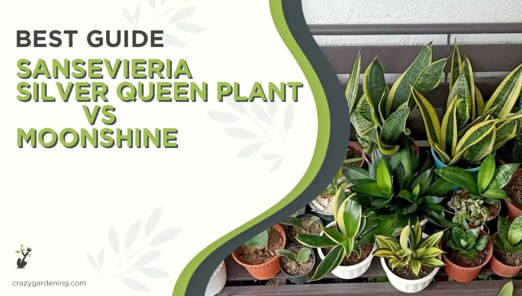 Visual Differences: Sansevieria Silver Queen vs Moonshine